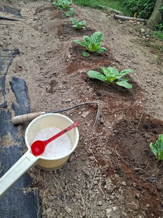 헤이쥬회원님의 배추 · 영농일지 작성글 사진