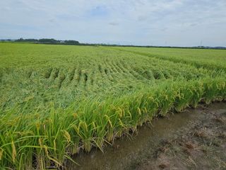 이미옥님의 벼 · 영농일지 작성글 사진