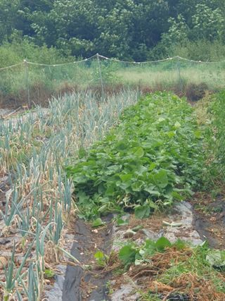 양파12861님의 배추 · 영농일지 작성글 사진