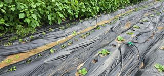 산골아찌님의 기타작물 · 영농일지 작성글 사진