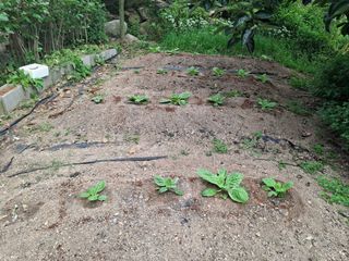 헤이쥬회원님의 배추 · 영농일지 작성글 사진