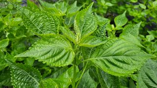 이지은님의 들깨 · 영농일지 작성글 사진