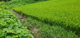 반성식님의 벼 · 영농일지 작성글 사진