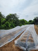 팜모닝 배추·영농일지 게시글 이미지