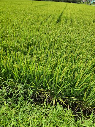 김영옥님의 기타작물 · 영농일지 작성글 사진