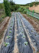 팜모닝 배추·영농일지 게시글 이미지