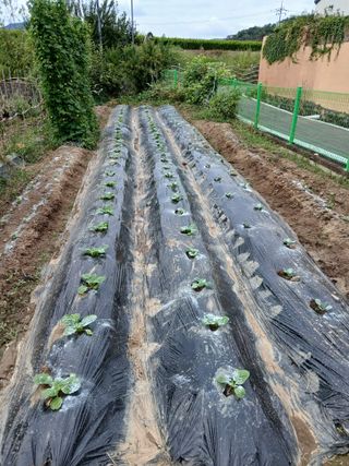 최영묵님의 배추 · 영농일지 작성글 사진