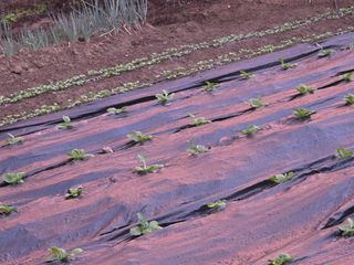 서녕이님의 배추 · 영농일지 작성글 사진