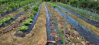 귀농인님의 파 · 영농일지 작성글 사진