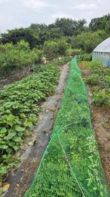 팜모닝 배추·영농일지 게시글 이미지