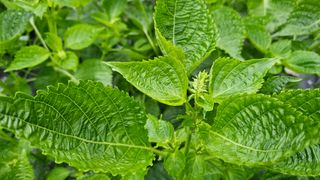 이지은님의 들깨 · 영농일지 작성글 사진