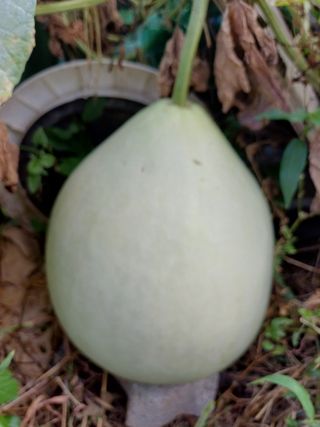 12345우각장당리님의 기타작물 · 영농일지 작성글 사진