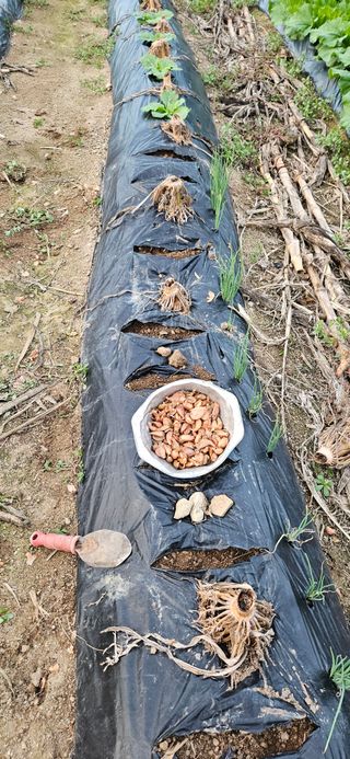 귀농인님의 파 · 영농일지 작성글 사진