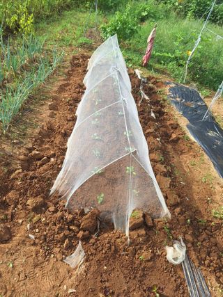 김윤오님의 기타작물 · 영농일지 작성글 사진