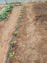 팜모닝 배추·영농일지 게시글 이미지