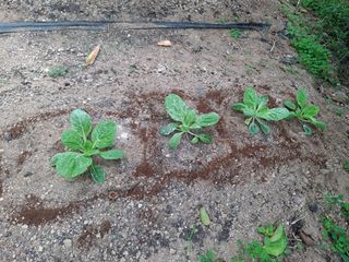 헤이쥬회원님의 배추 · 영농일지 작성글 사진