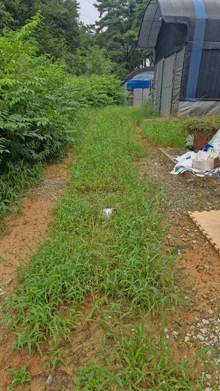 이철수님의 호박 · 영농일지 작성글 사진