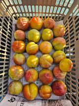 팜모닝 자두·영농일지 게시글 이미지