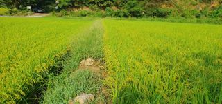 반성식님의 벼 · 영농일지 작성글 사진