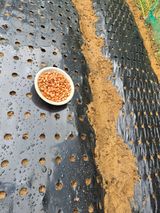 팜모닝 기타작물·영농일지 게시글 이미지