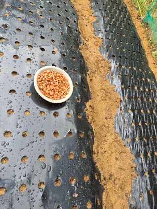 호랑이별님의 기타작물 · 영농일지 작성글 사진