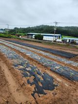 팜모닝 양파·영농일지 게시글 이미지