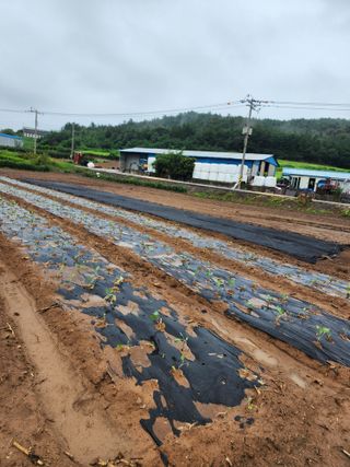 박정석님의 양파 · 영농일지 작성글 사진