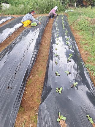 김윤오님의 배추 · 영농일지 작성글 사진