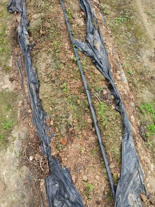 고추농사님의 기타작물 · 영농일지 작성글 사진