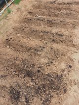 팜모닝 시금치·영농일지 게시글 이미지