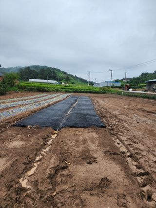 박정석님의 양파 · 영농일지 작성글 사진