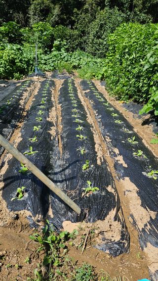 원감사님의 배추 · 영농일지 작성글 사진