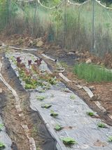 팜모닝 배추·영농일지 게시글 이미지