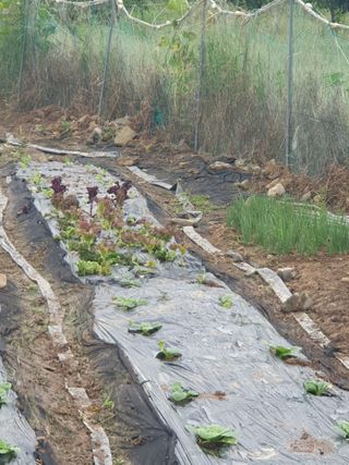 양파12861님의 배추 · 영농일지 작성글 사진