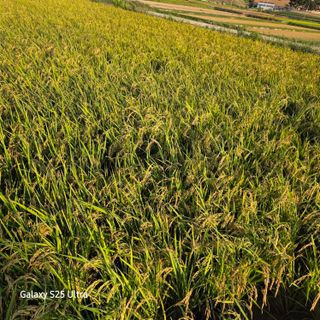 진도견나라진도개강아님의 기타작물 · 영농일지 작성글 사진