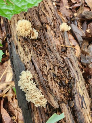 김영옥님의 기타작물 · 영농일지 작성글 사진