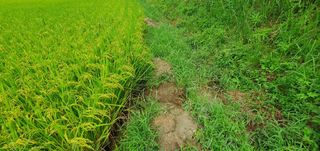 반성식님의 벼 · 영농일지 작성글 사진