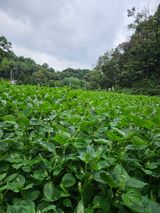 팜모닝 들깨·영농일지 게시글 이미지