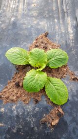 팜모닝 배추·영농일지 게시글 이미지