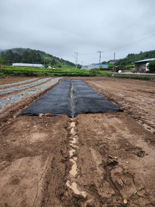박정석님의 양파 · 영농일지 작성글 사진