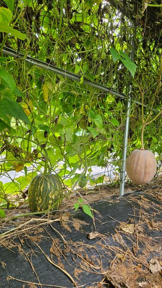 원감사님의 배추 · 영농일지 작성글 사진