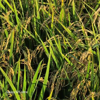 진도견나라진도개강아님의 기타작물 · 영농일지 작성글 사진