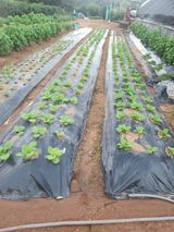 팜모닝 감자·영농일지 게시글 이미지