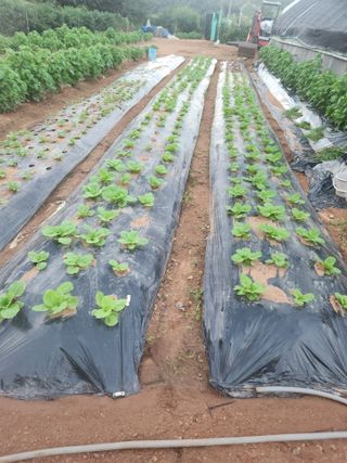 선우농장님의 감자 · 영농일지 작성글 사진