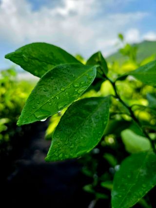 민성종묘(감귤묘목)님의 귤 · 영농일지 작성글 사진