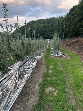 임영택님의 사과 · 영농일지 작성글 사진