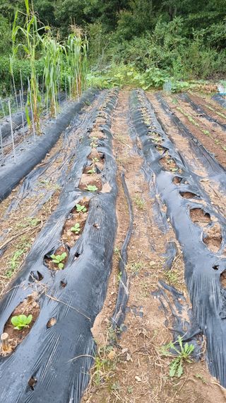 의성촌놈님의 기타작물 · 영농일지 작성글 사진