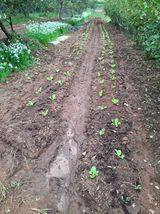 팜모닝 배추·영농일지 게시글 이미지