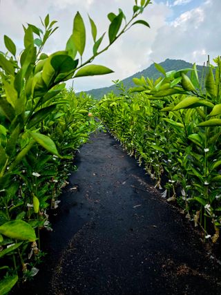 민성종묘(감귤묘목)님의 귤 · 영농일지 작성글 사진