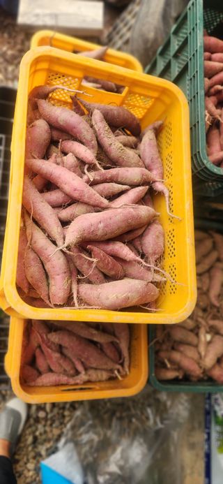 매화 순이밭님의 고구마 · 영농일지 작성글 사진